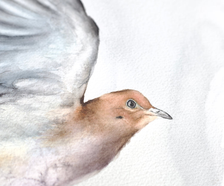 Mourning Dove No. 2