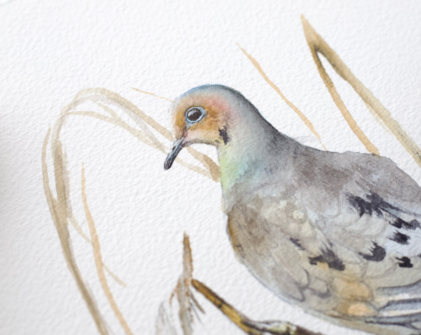 Mourning Dove No. 1