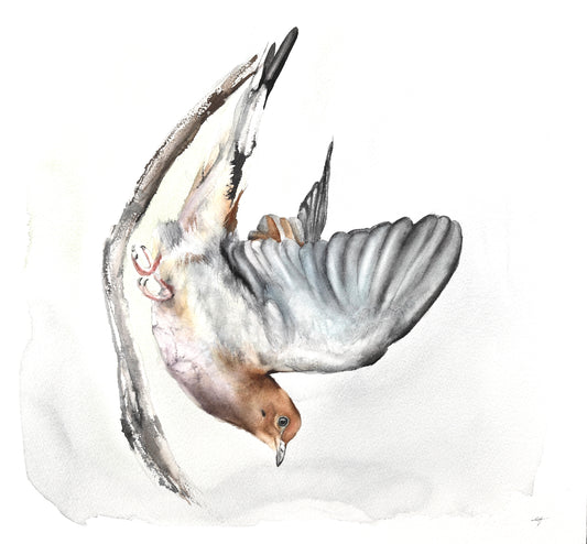 Mourning Dove No. 2