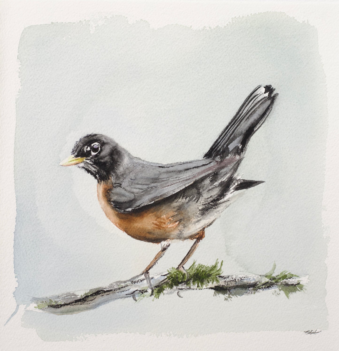 American Robin No. 1