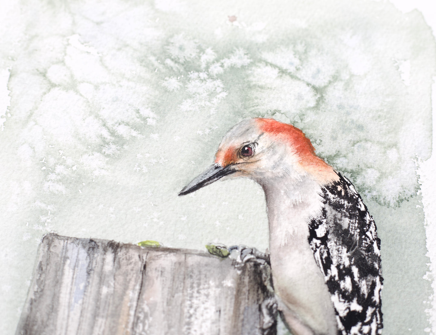 Red-bellied Woodpecker No. 1