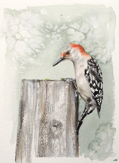 Red-bellied Woodpecker No. 1
