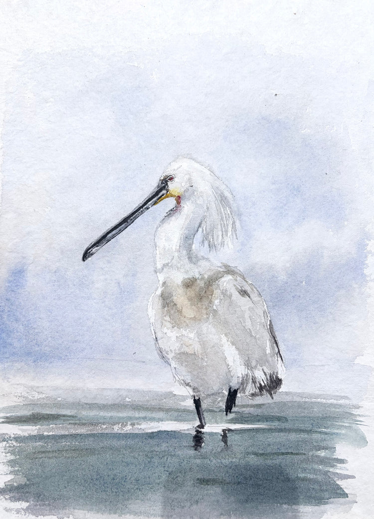 Eurasian Spoonbill No. 1