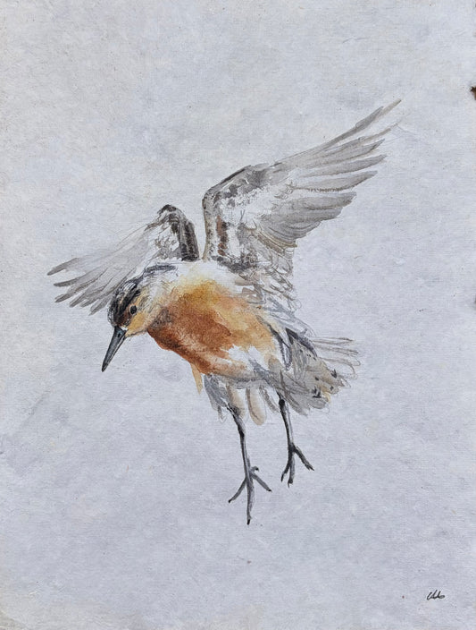 Red Knot No. 1