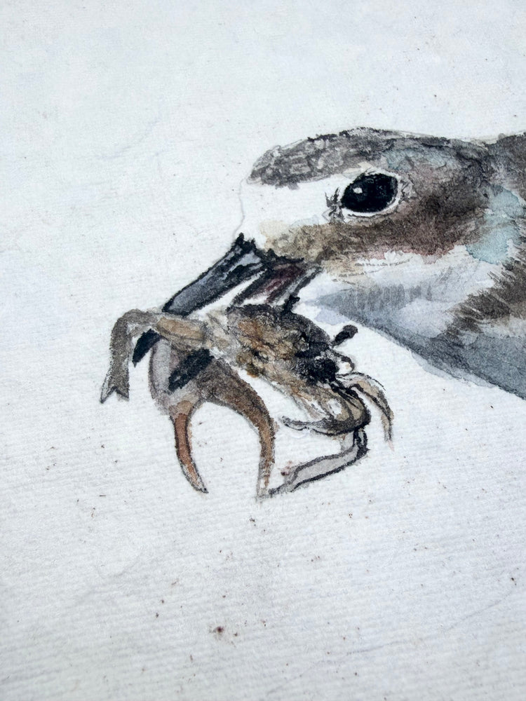 Wilson’s Plover No. 3