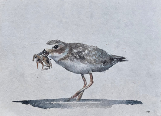 Wilson’s Plover No. 3