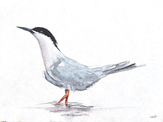 Common Tern No. 1