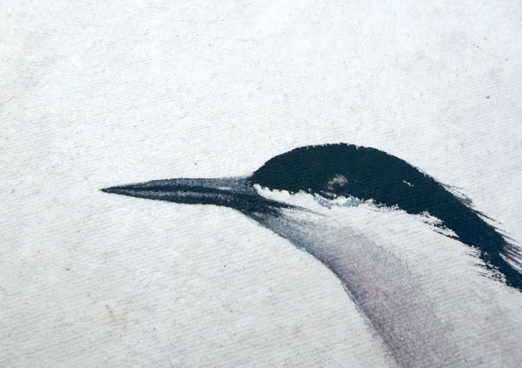 Common Tern No. 1