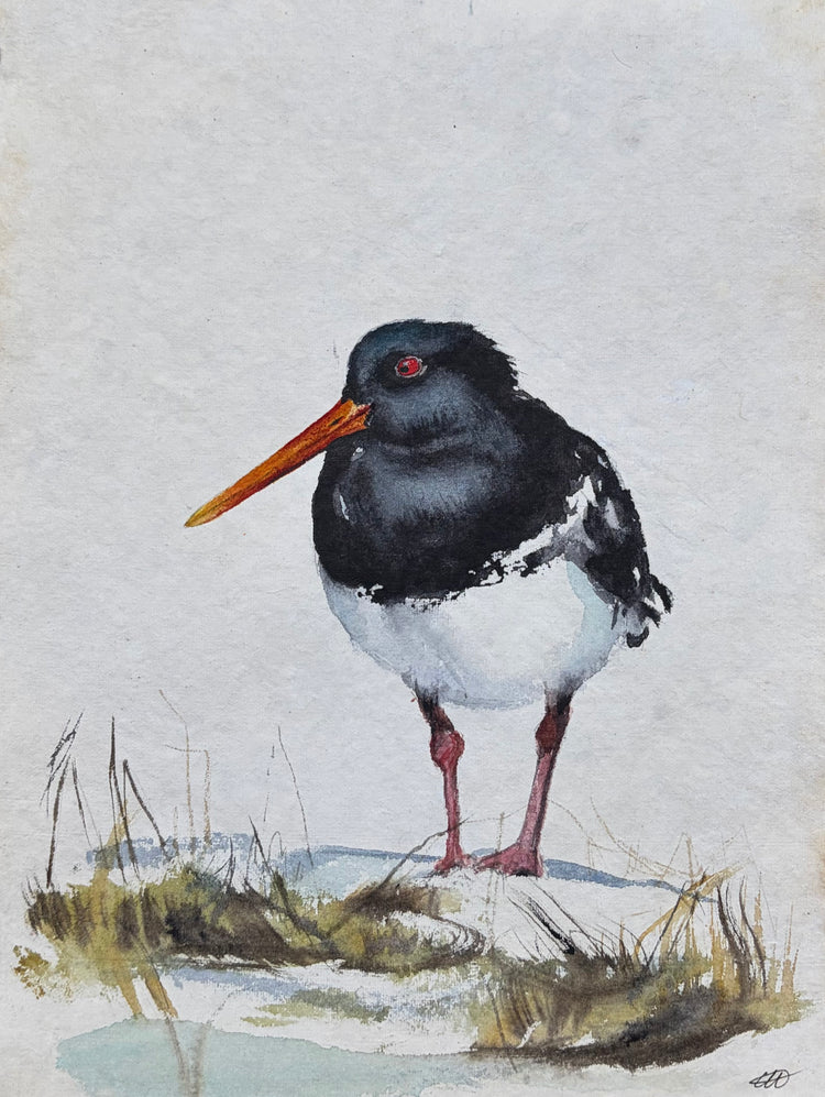 Oystercatcher No. 1