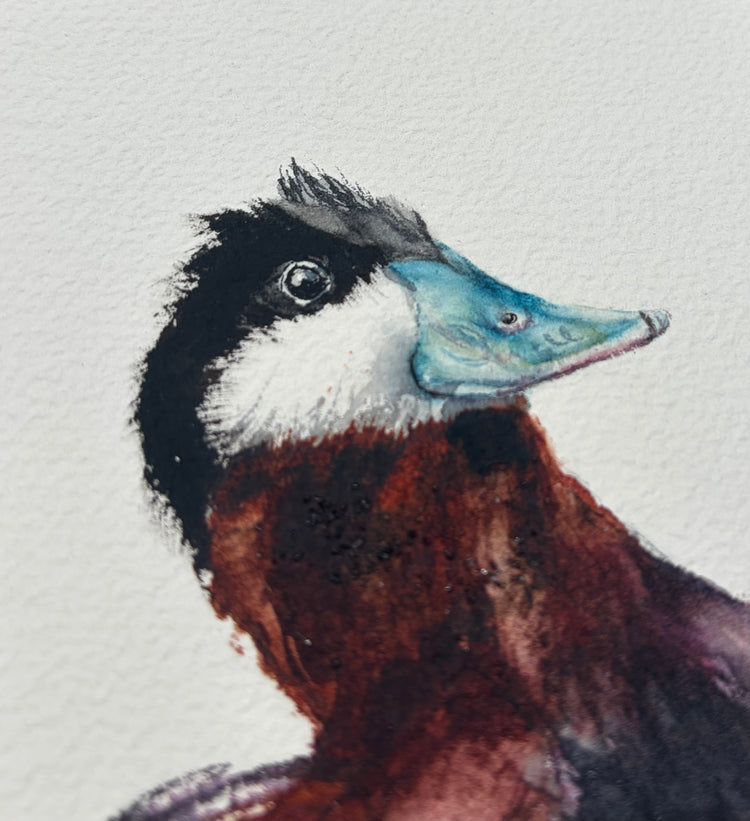 Ruddy Duck No. 1
