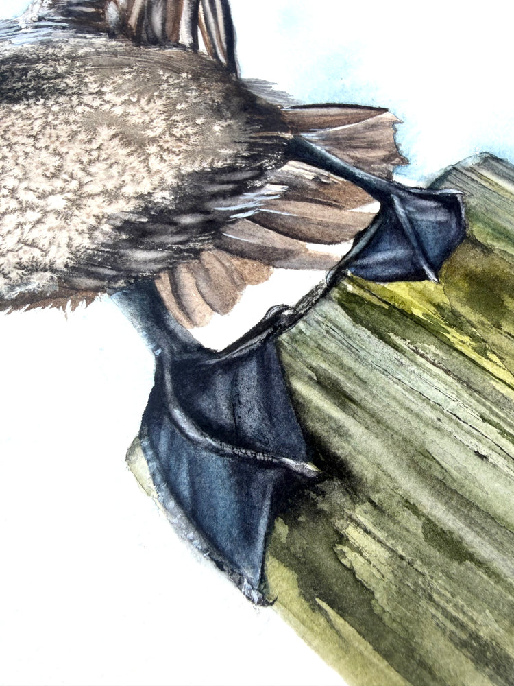 Eastern Brown Pelican No. 2