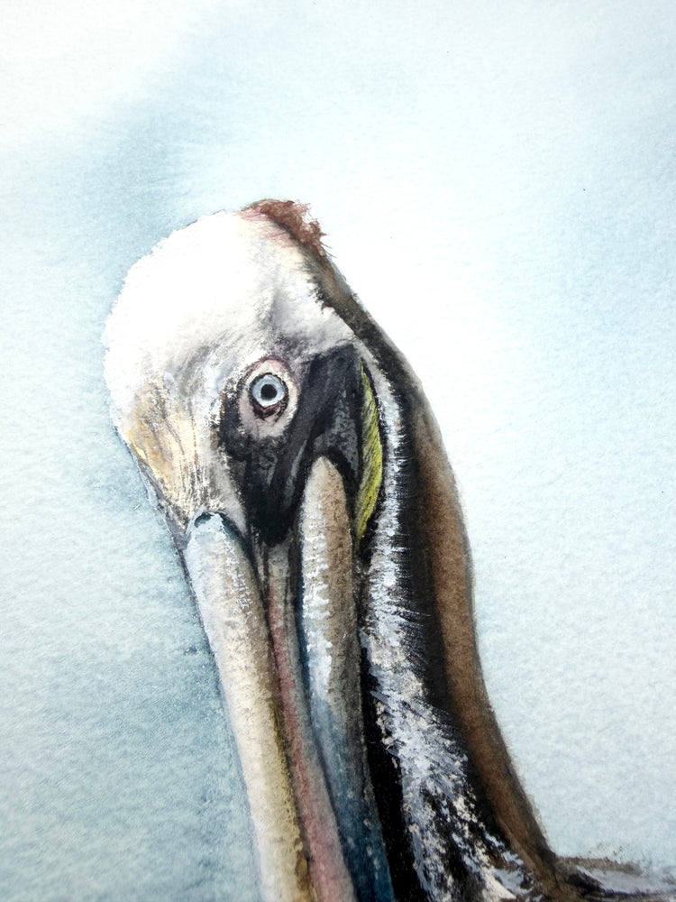 Eastern Brown Pelican No. 2