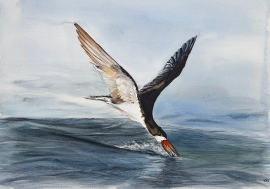 Oystercatcher No. 3