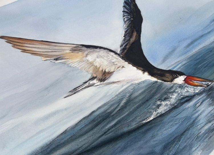 Oystercatcher No. 3