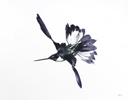 Black Jacobin Hummingbird No. 1 - 11 x 14