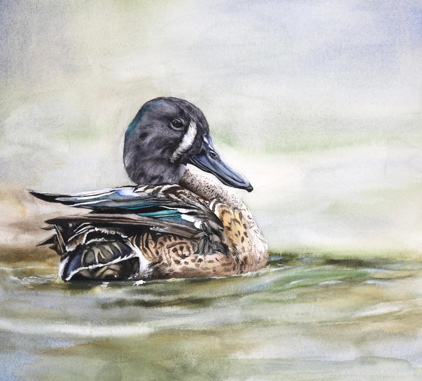 BLUE-WINGED TEAL | No. 1