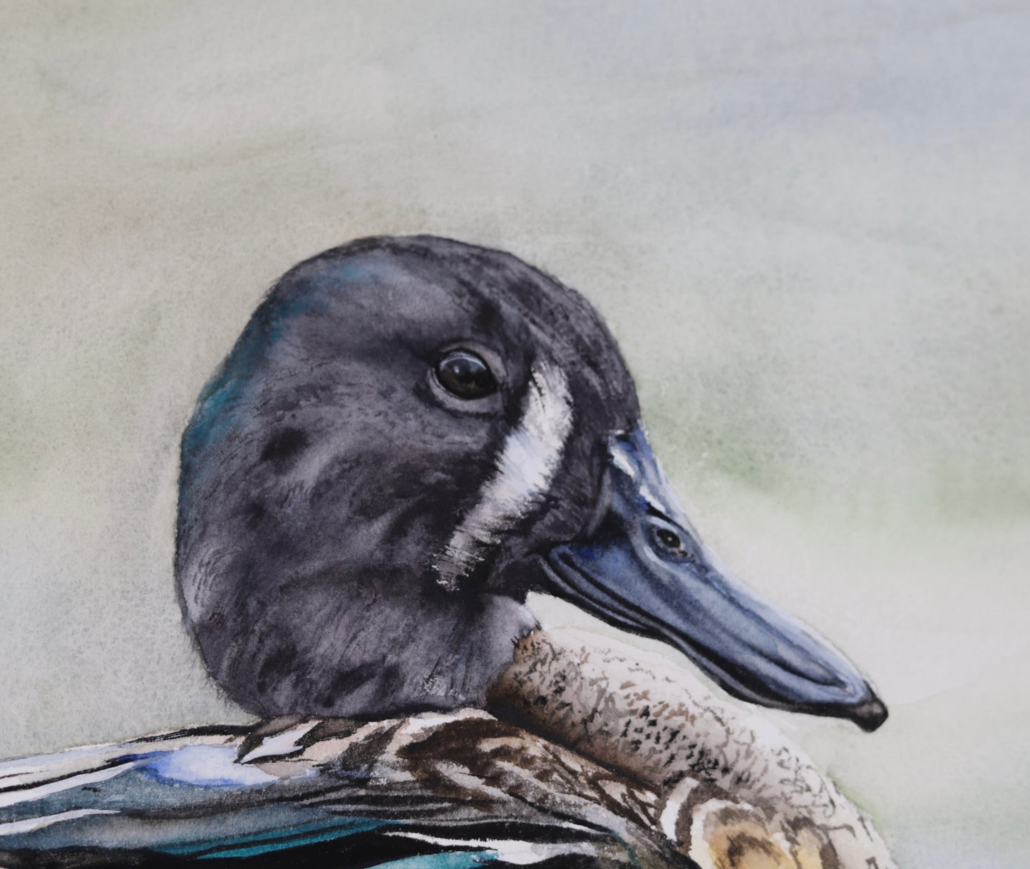 BLUE-WINGED TEAL | No. 1