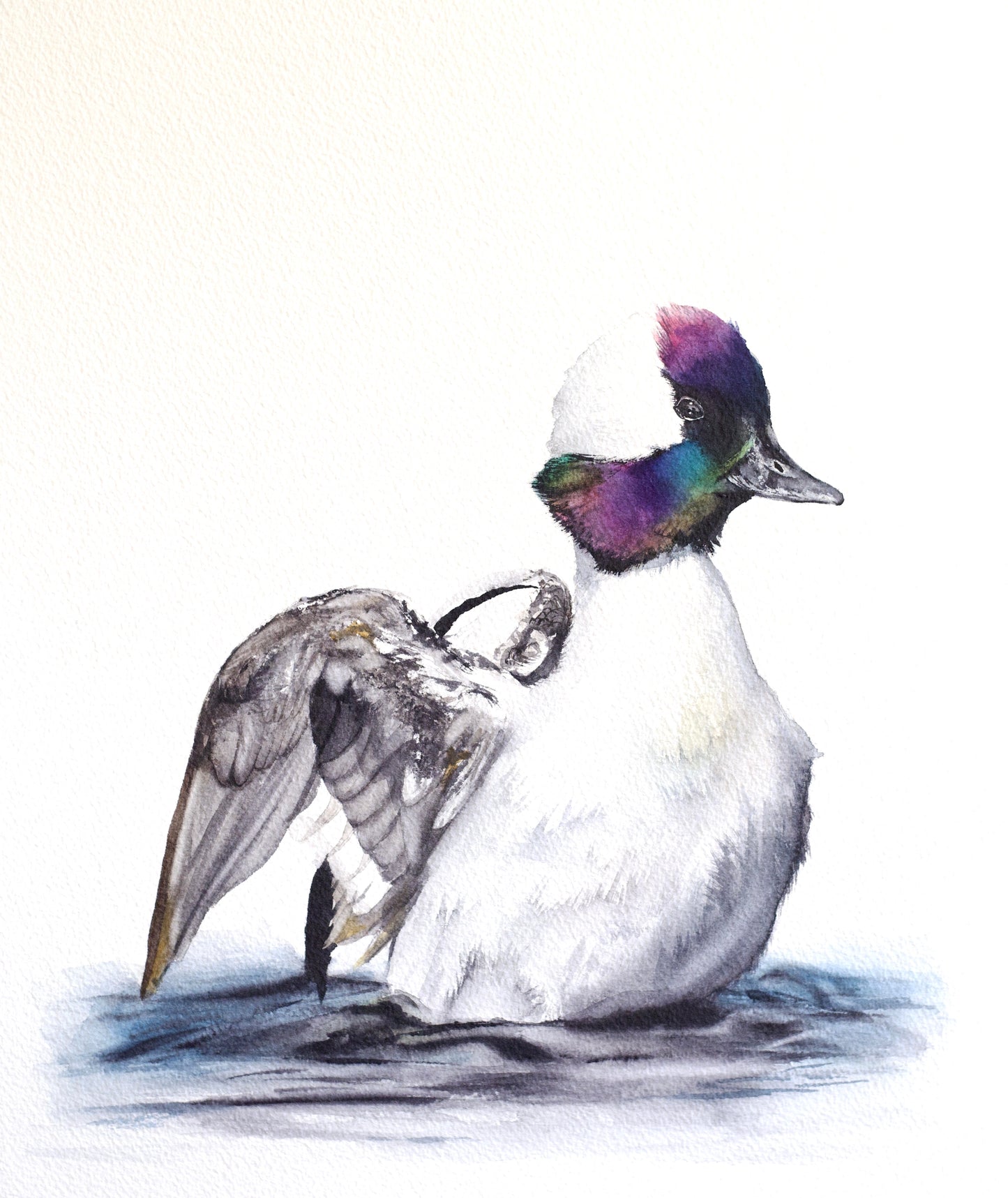 Bufflehead Duck No. 1