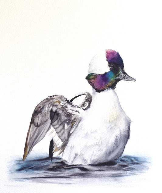 Bufflehead Duck No. 1