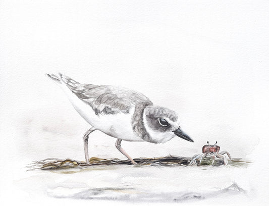 Snowy Plover No. 1