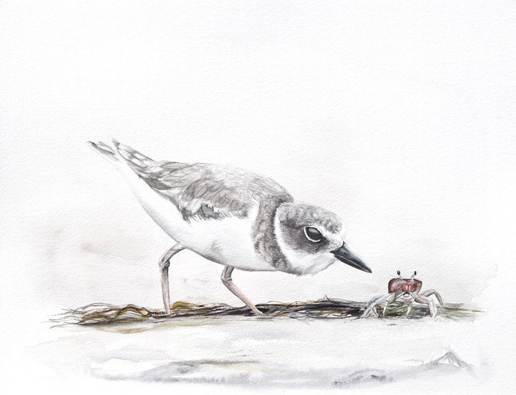 Snowy Plover No. 1