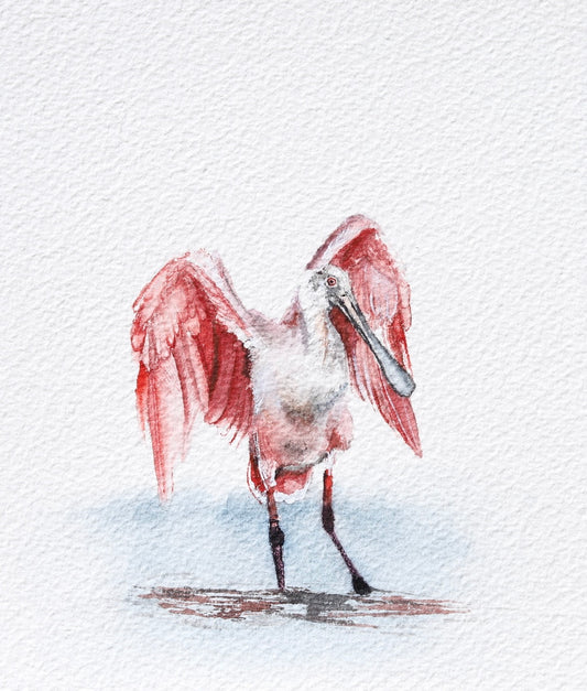 Roseate Spoonbill No. 1