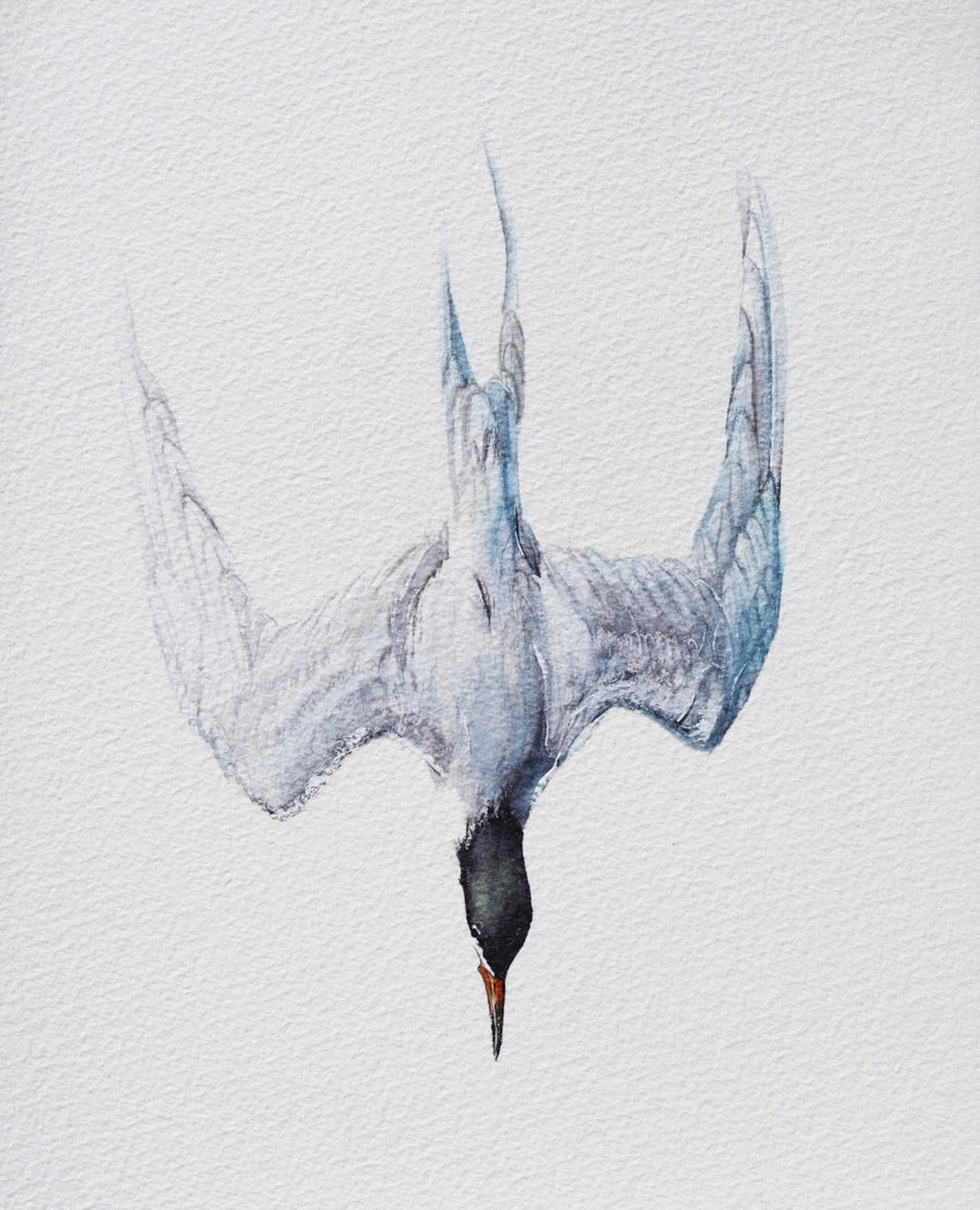 Royal Tern No. 1