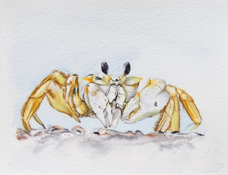 Ghost Crab No. 1