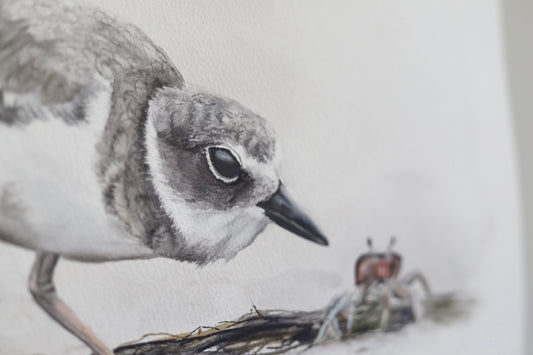 Snowy Plover No. 1