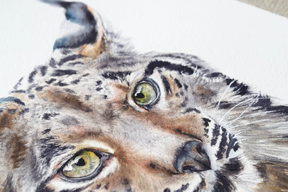 Eastern Bobcat No. 1