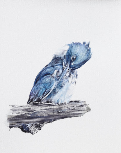 Belted Kingfisher No. 1 - 11 x 14”