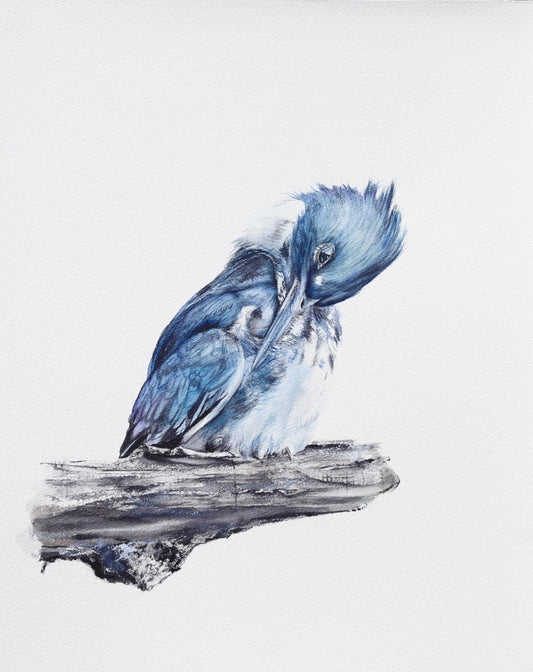 Belted Kingfisher No. 1 - 11 x 14”