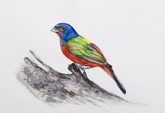 Painted Bunting No. 1