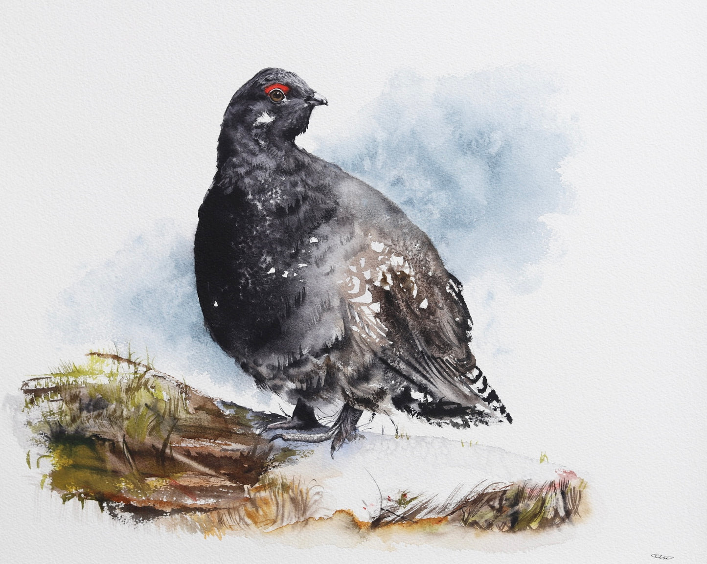 Spruce Grouse No. 1 - 11 x 14”