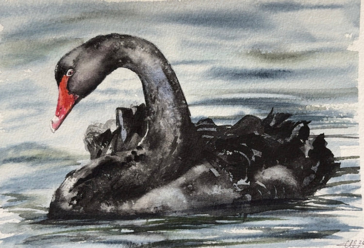 Black Swan No. 1 - 8 x 10”