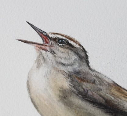 Swainson’s Warbler No. 1