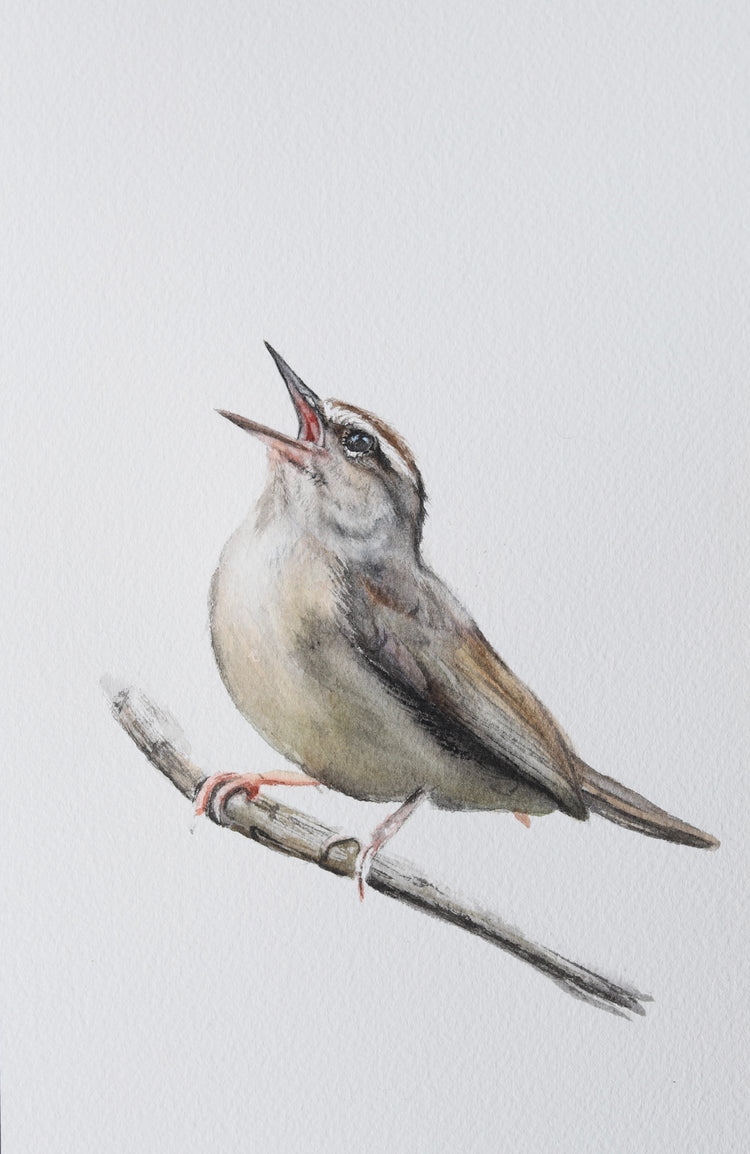 Swainson’s Warbler No. 1
