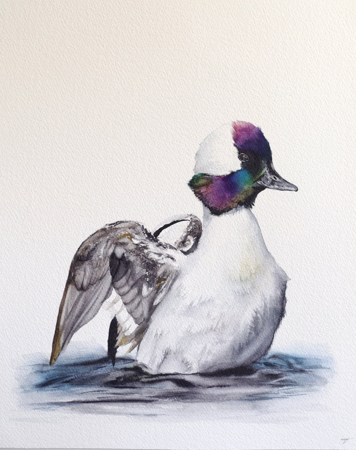 Bufflehead Duck No. 1