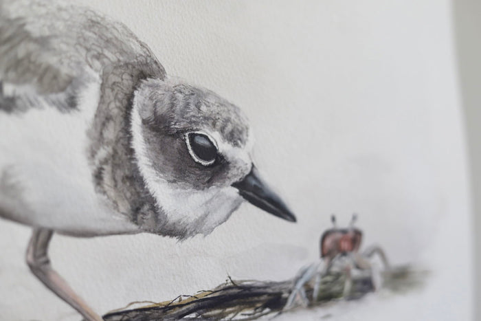 Snowy Plover No. 1