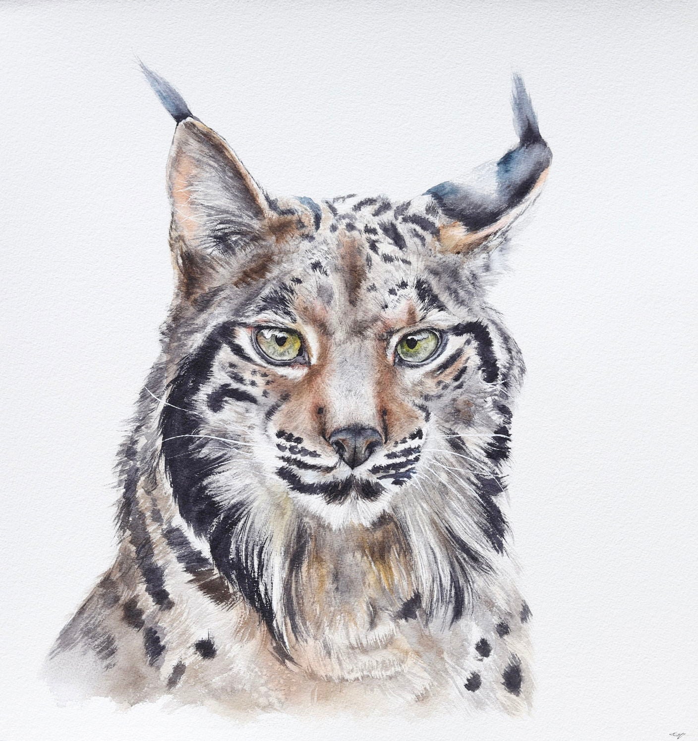 Eastern Bobcat No. 1