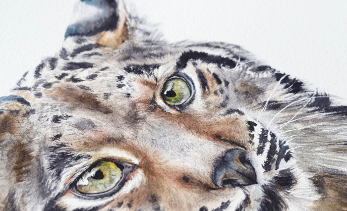 Eastern Bobcat No. 1