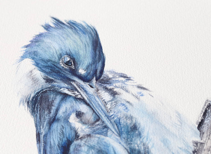 Belted Kingfisher No. 1