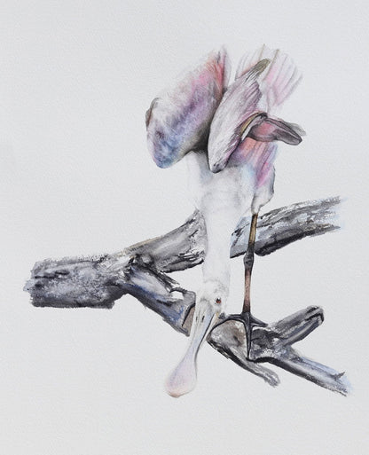 Spoonbill No. 2 - 11 x 14”