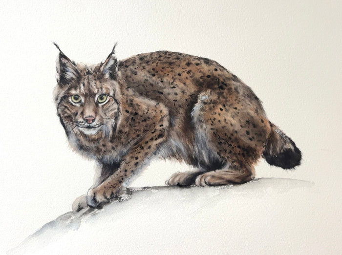 Eastern Bobcat No. 3