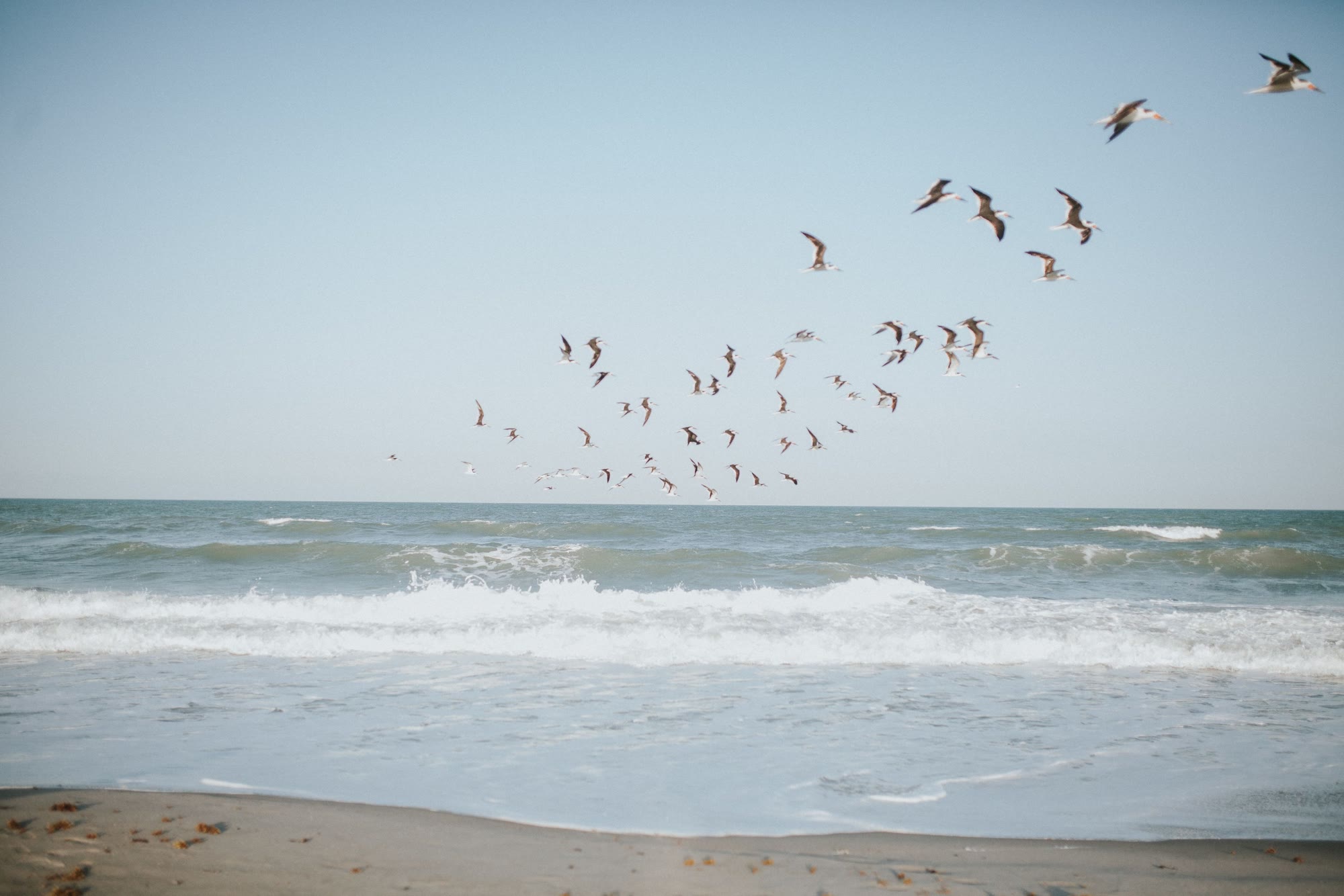 Gulls in flight over the surf
